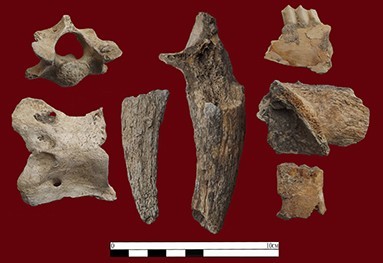 Figure 4. A selection of animal bones recovered from the damaged part of the site. 